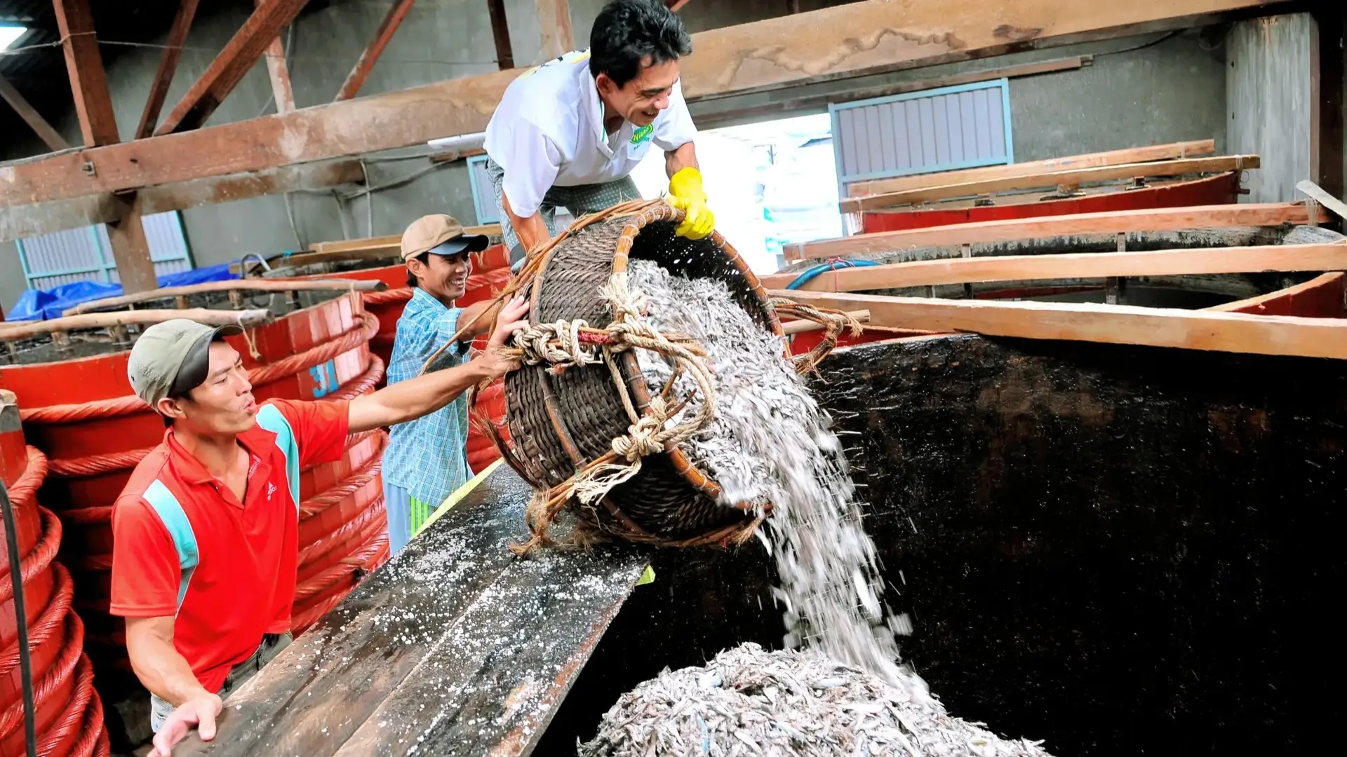Cá cơm là nguyên liệu chính làm nước mắm