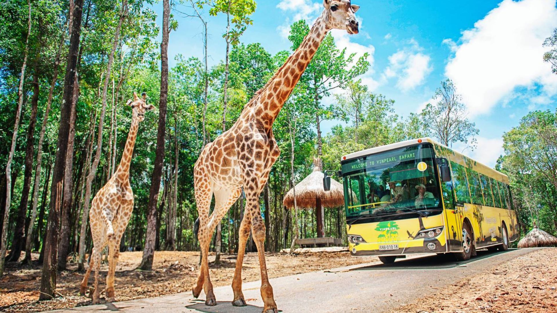 Trải nghiệm tham quan Vinpearl Safari bằng xe chuyên dụng (Ảnh: Sưu tầm)