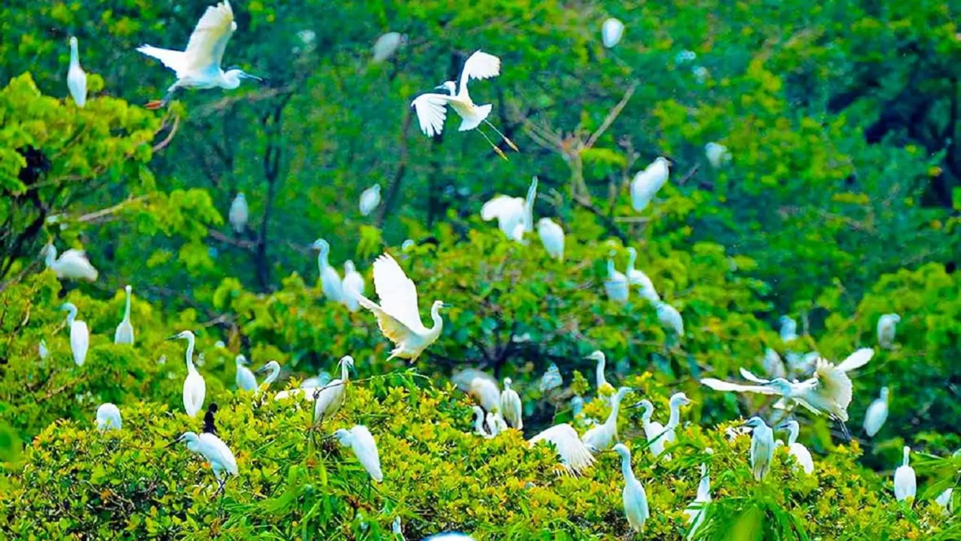 Vườn cò Tân Long - Nơi lưu trú của hàng nghìn loài chim